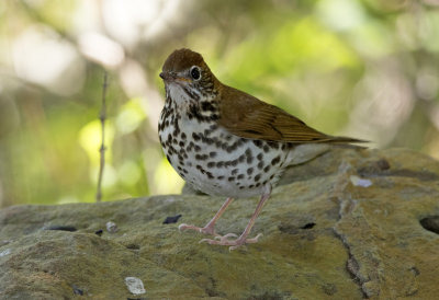 Wood Thrush