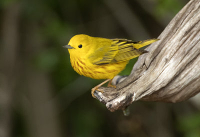 Yellow Warbler