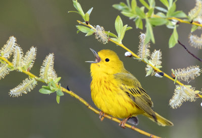 Yellow Warbler