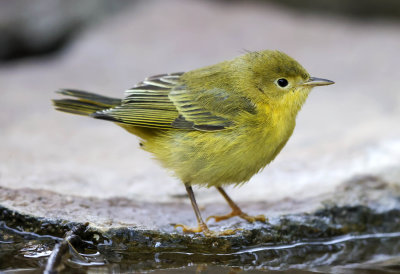 Yellow Warbler