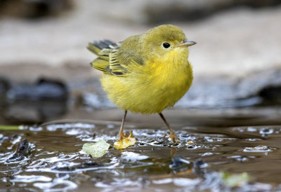 Yellow Warbler