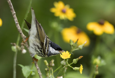 Blackpoll Warbler