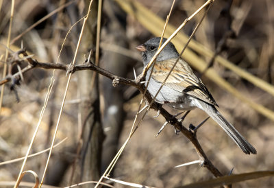Black-chinned Sparrow
