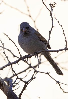 Black-chinned Sparrow