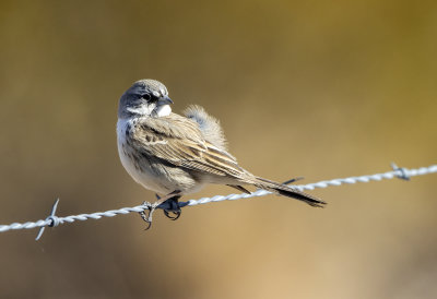 Sagebrush Sparrow