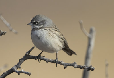Sagebrush Sparrow