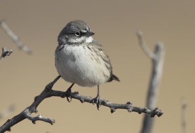 Sagebrush Sparrow