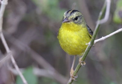 Golden Crowned Warbler