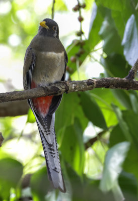 Elegant Trogon