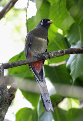 Anis, Trogons and Roadrunners