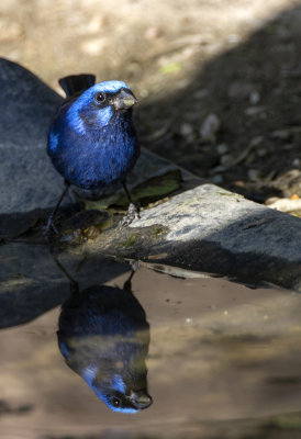 Blue Bunting