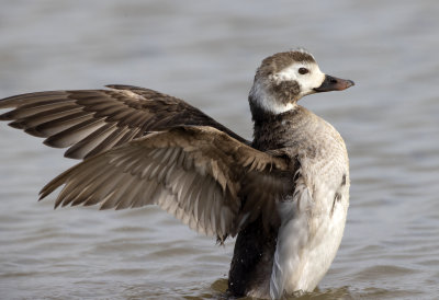 Long Tailed Duck