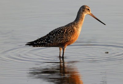 Hudsonian Godwit