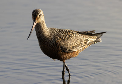 Hudsonian Godwit