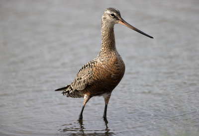 Hudsonian Godwit