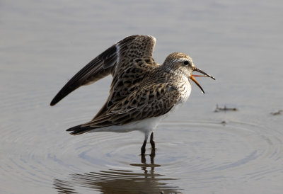 White Rumped Sandpiper