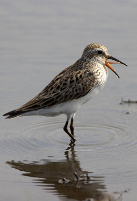 White Rumped Sandpiper