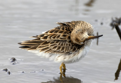 Pectoral Sandpiper