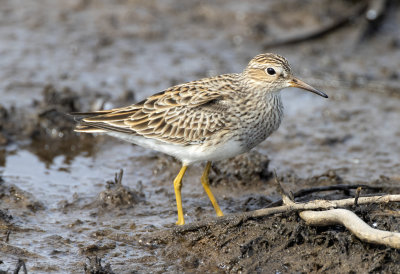 Pectoral Sandpiper