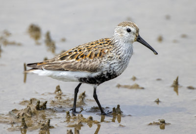 Dunlin