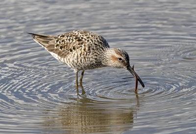 Stilt Sandpiper