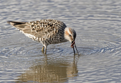 Stilt Sandpiper