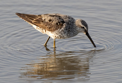 Stilt Sandpiper