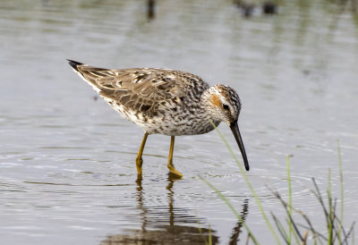 Stilt Sandpiper