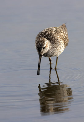 Stilt Sandpiper