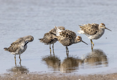 Stilt Sandpiper