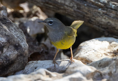 MacGillivray's Warbler
