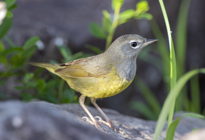 MacGillivray's Warbler