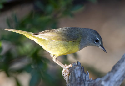 MacGillivray's Warbler