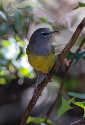 MacGillivray's Warbler