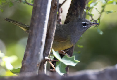 MacGillivray's Warbler
