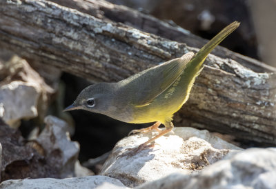 MacGillivray's Warbler