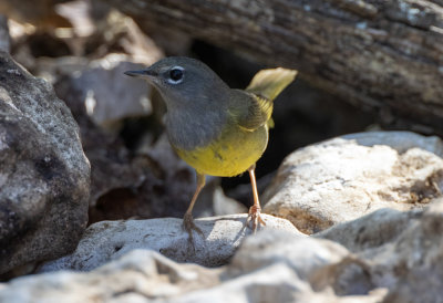 MacGillivray's Warbler