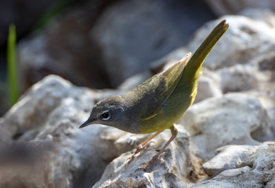 MacGillivray's Warbler