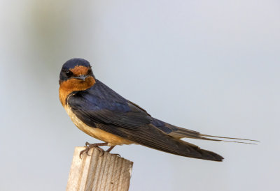 Barn Swallow