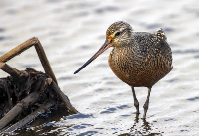 Hudsonian Godwit