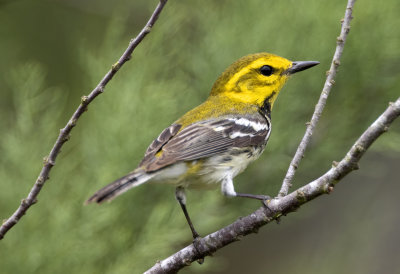 Black Throated Green Warbler