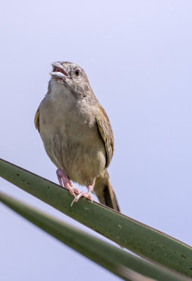 Botteri's Sparrow