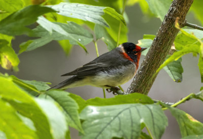Red Faced Warbler