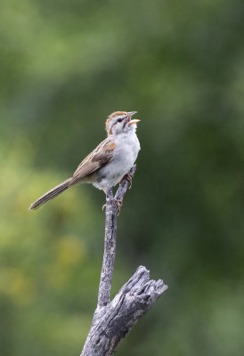 Rufous Winged Sparrow