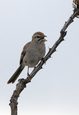 Rufous Winged Sparrow