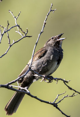 Five Striped Sparrow