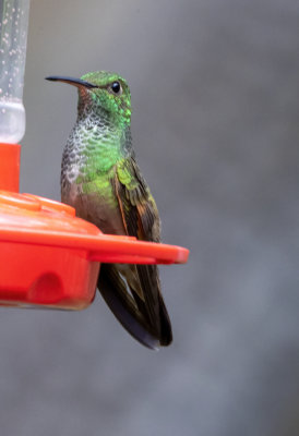 Beryline Hummingbird