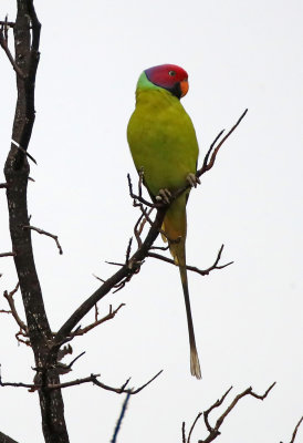 Plum Headed Parakeet