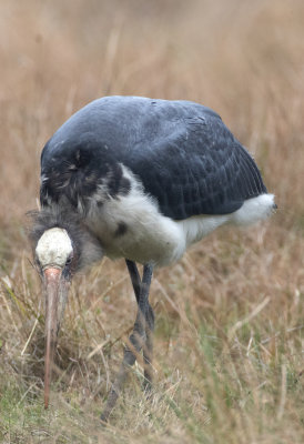 Lesser Adjutant