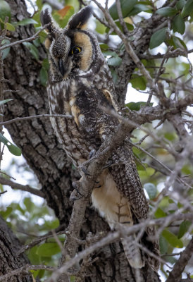 Long Eared Owl